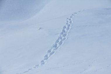 Kar üzerinde hayvan izleri.
