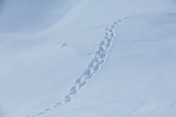 Animal traces on snow — Stock Photo, Image