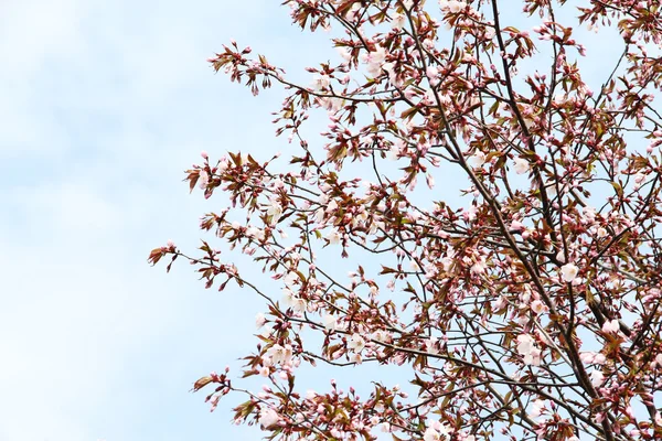 Blühende Sakura — Stockfoto