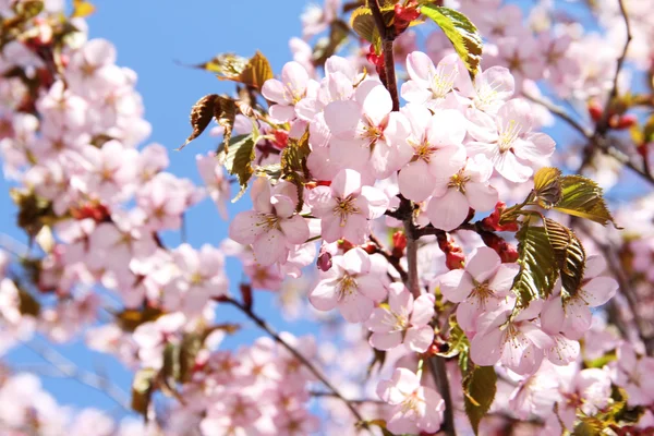 咲く sacura — ストック写真