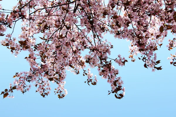 Blühende Sakura — Stockfoto