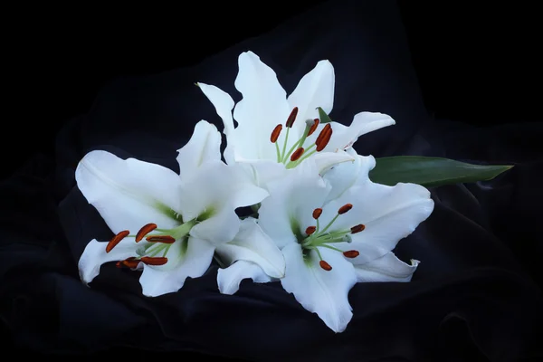 黒い絹の 3 つのユリの花 — ストック写真