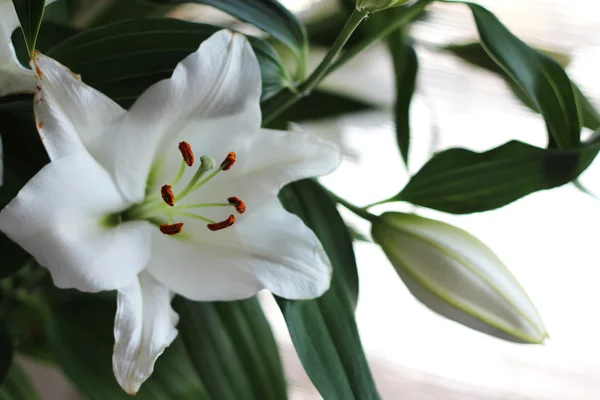 ช่อดอกลิลลี่ — ภาพถ่ายสต็อก