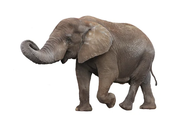 화이트에 코끼리 — 스톡 사진