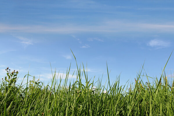 Fresh green grass under cloudy blue sky