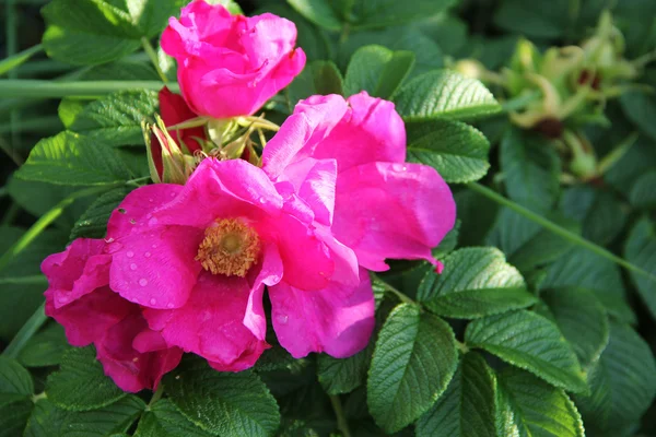Floração rosa selvagem — Fotografia de Stock