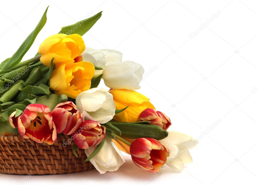 Tulips in basket