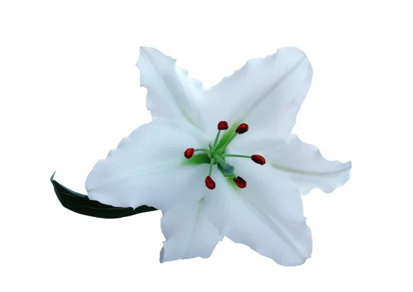 One lily flower — Stock Photo, Image