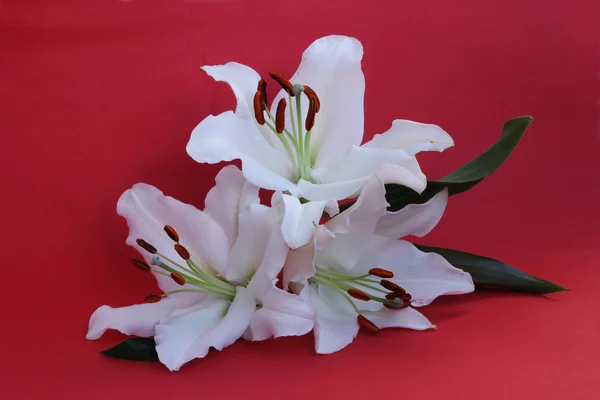 Three lily flowers on red — Stock Photo, Image