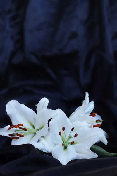 Drei Lilienblüten auf schwarzer Seide — Stockfoto