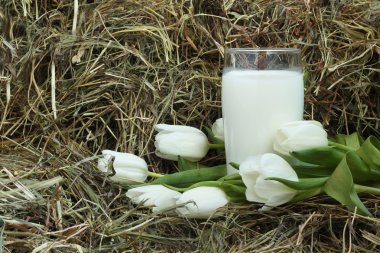 bardak sütlü ve beyaz laleler saman üzerinde