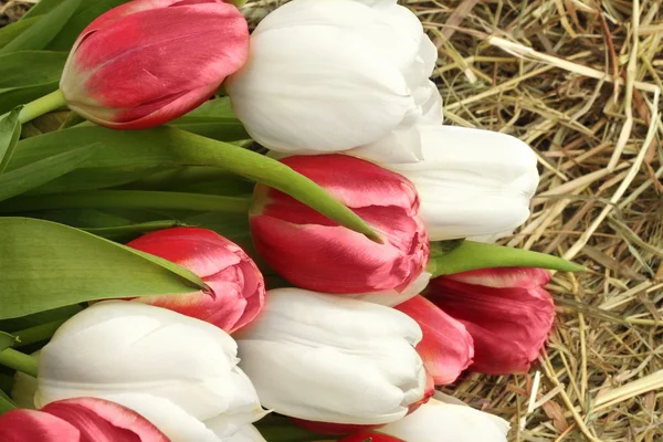 Witte en roze tulpen op hooi — Stockfoto