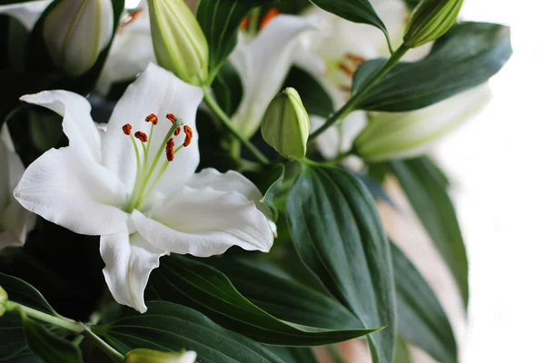 Lily kukkakimppu — kuvapankkivalokuva