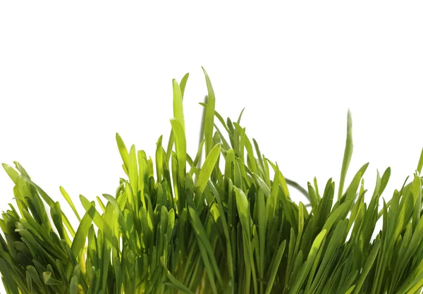 Färsk våren gräs på vit — Stockfoto