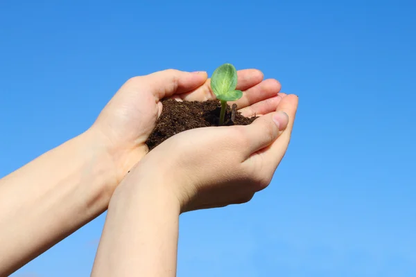 Sapling in female hands — Stock Photo, Image