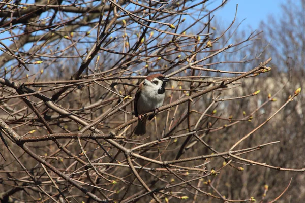 Sparrow on tree — Stock Photo, Image