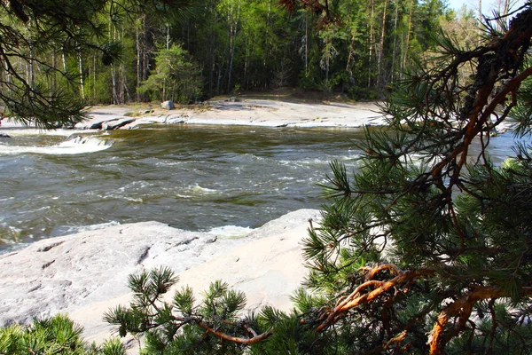 Floden forsar och tall gren — Stockfoto