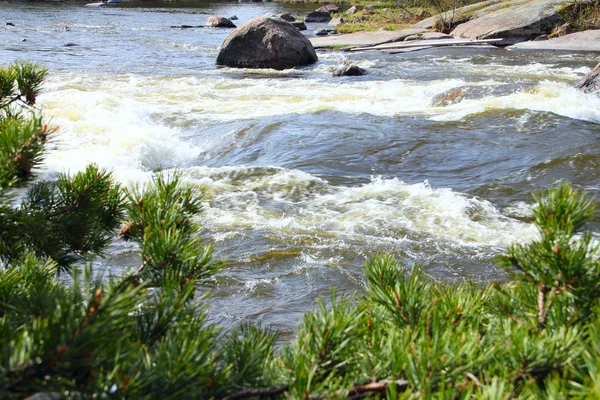 Rapide fluviali e rami di pino — Foto Stock