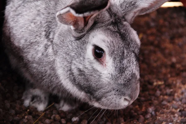Graues Kaninchenporträt — Stockfoto