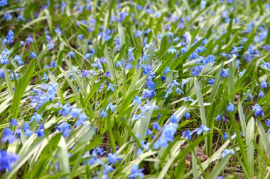 Scilla siberica