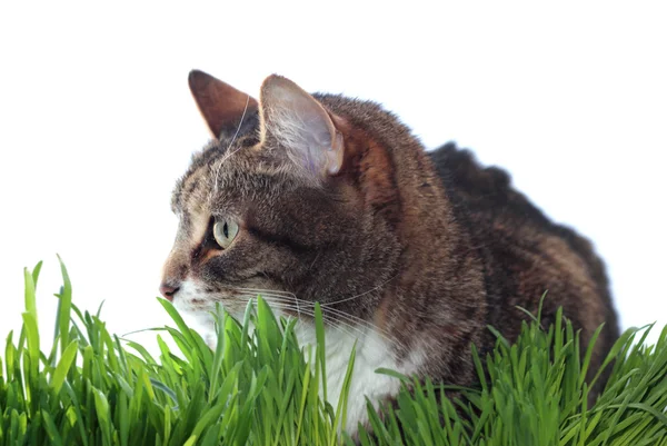 Dospělé kočka v trávě — Stock fotografie