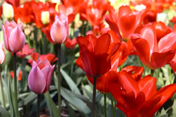 stock image Spring tulips