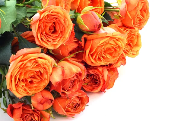 Πορτοκαλί τριαντάφυλλα σε λευκό — Φωτογραφία Αρχείου