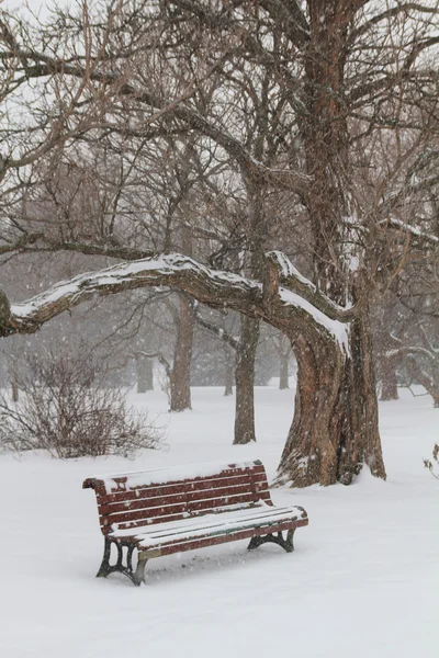 Bench in a park — Stock Photo, Image