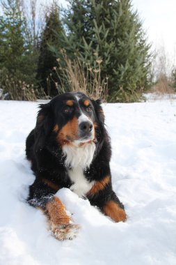 Bernese dağ köpeği