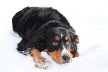 Bernese dağ köpeği