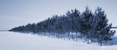 Trees line in winter clipart