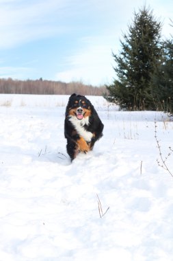 bernese karda koşma