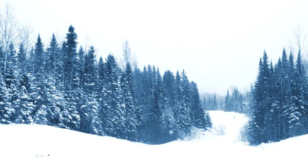 Bomen bedekt van sneeuw — Stockfoto