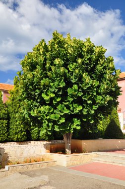 Ficus ağaç.