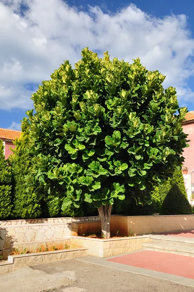 Ficus tree. — Stock Photo, Image