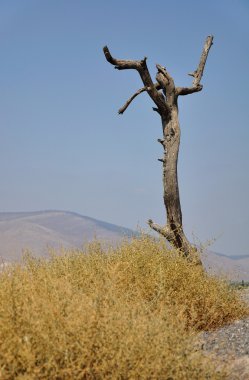 kurumuş ağaç.