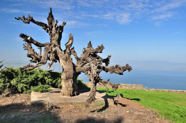 Dry olive tree. — Stock Photo, Image