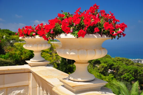 Vázy na květiny. — Stock fotografie