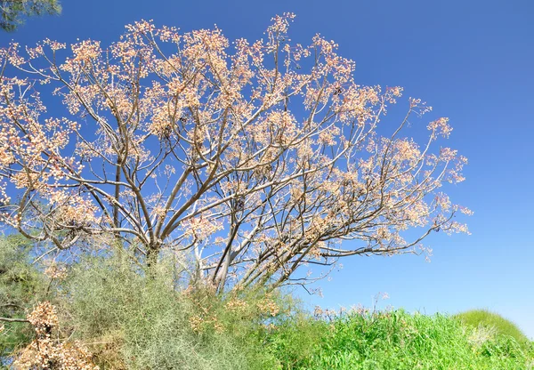 Spring tree. — Stock Photo, Image