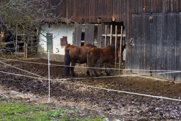 Dva koně jíst na stabilní — Stock fotografie
