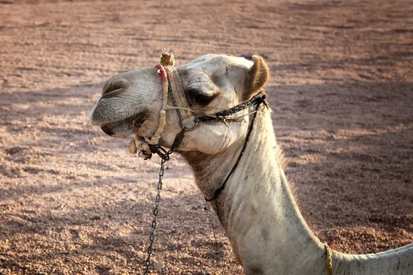 Das Kamel — Stockfoto