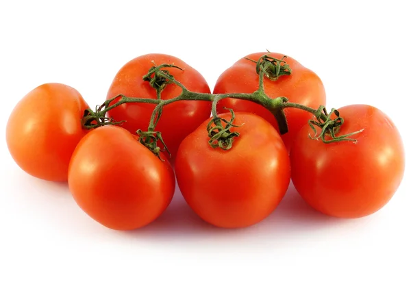 O ramo com os tomates em um fundo branco . — Fotografia de Stock