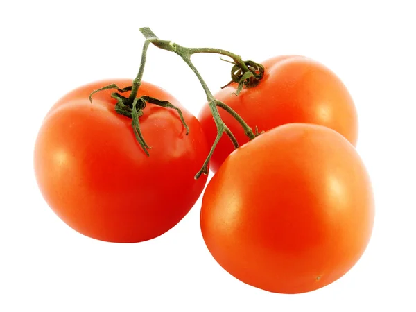 O ramo de tomates em um fundo branco . — Fotografia de Stock