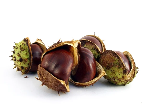 stock image Chestnuts on a white background.