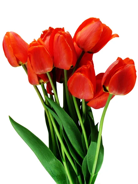 stock image Tulips.