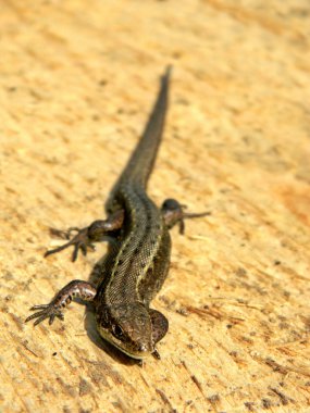 Lizards are a widespread group of squamate reptiles clipart