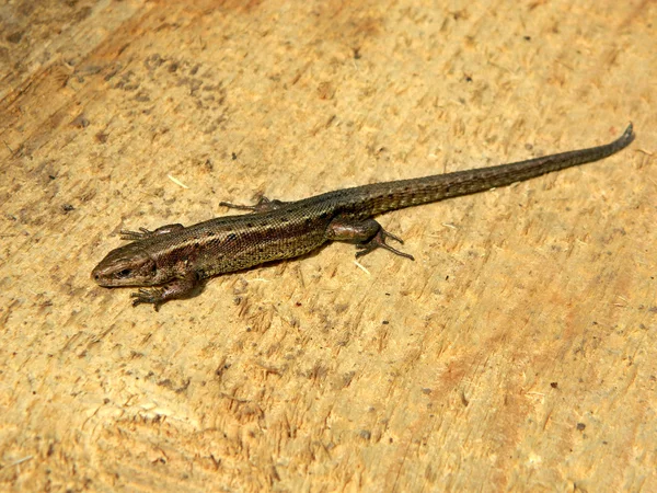 Las lagartijas son un grupo muy extendido de reptiles escamosos. — Foto de Stock