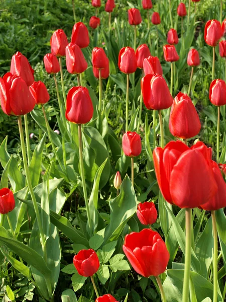 A Litván zöld mező növekvő vörös Tulipánokkal — Stock Fotó
