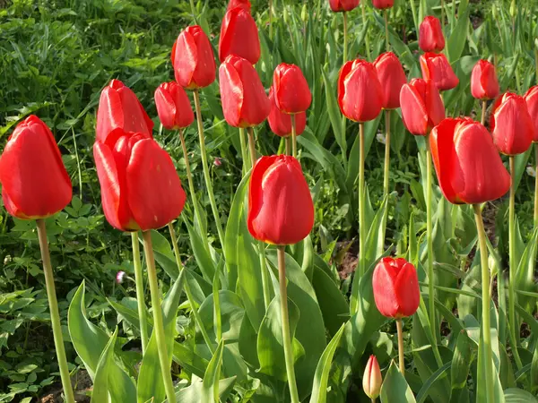Tulipanes rojos creciendo en el campo verde lituano — Foto de Stock