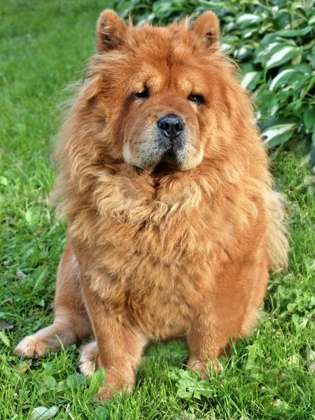 Sitting brown chow chow dog in the green grass — Stock Photo, Image